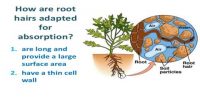 How Plants Absorb Mineral Salts?
