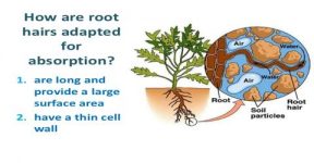 How Plants Absorb Mineral Salts? - QS Study