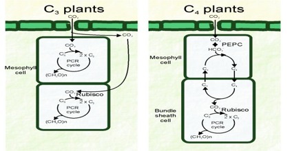 c4 c3 plant mean plants