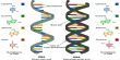 DNA and RNA: a Competitive View