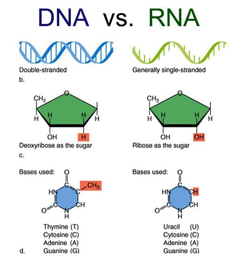 DNA and RNA: a Competitive View - QS Study