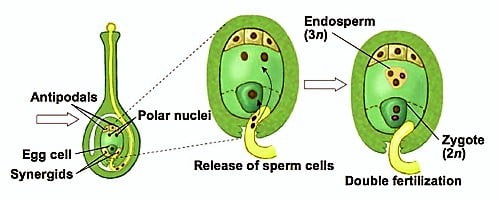 Double Fertilization 1