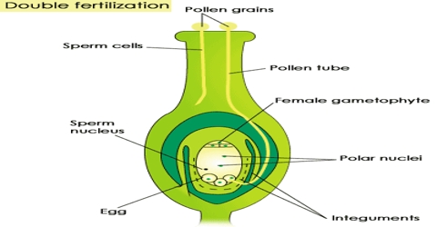 Importance of Plants Fertilization