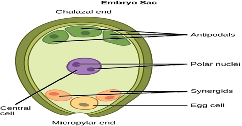 Formation of Embryo Sac and Production of Egg of Female Gamete in Plants