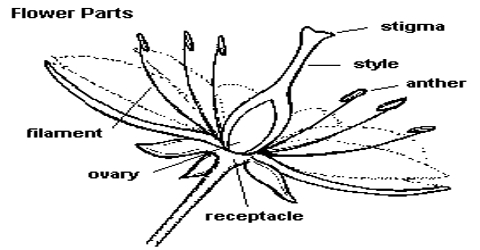 Formation of Female Spore of Plants