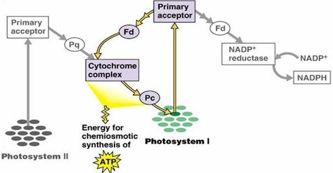 Photophosphorylation: Definition and Types