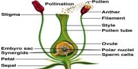 Pollination of Male Gametes