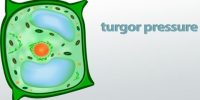Turgor Pressure and Wall Pressure in Plants