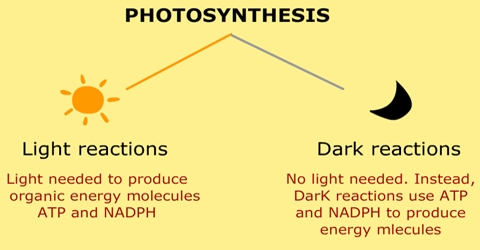 Different Phases of Photosynthesis