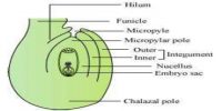 Diagram of a typical Ovule