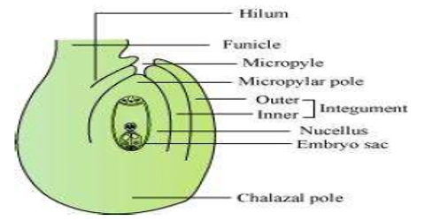 Diagram of a typical Ovule