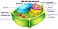 What types of Membranes Found in Plants?
