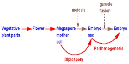 Parthenogenesis Process - QS Study