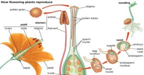 Parthenogenesis Process - QS Study