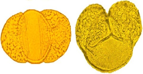 Development of Pollen Grain