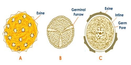 Development of Pollen Grain - QS Study