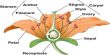 Sexual Reproduction of a Flowering Plant