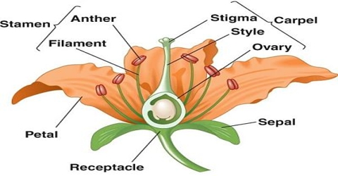 sexual-reproduction-of-a-flowering-plant