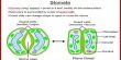 Why does Stomatal Transpiration occur in the Day Time?