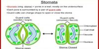 Why does Stomatal Transpiration occur in the Day Time?