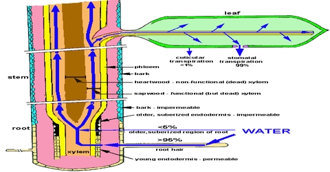 What are the Organs of Plants involved in Water Absorption?