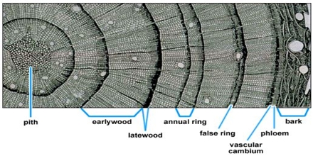 annual rings labeled