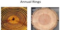 Definition and Formation of Annual Ring