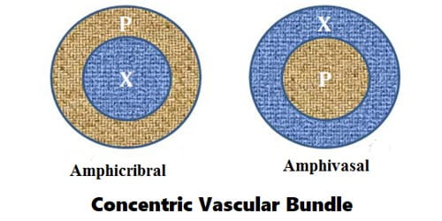 Concentric Vascular Bundle