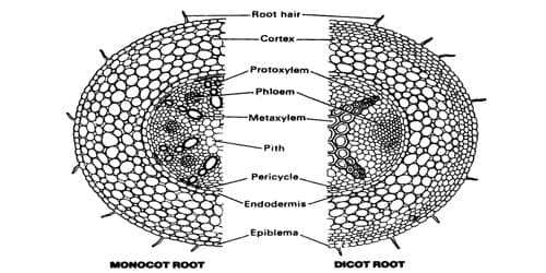 Comparison between the Dicot Root and Monocot Root