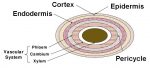 Difference between Endodermis and Pericycle - QS Study
