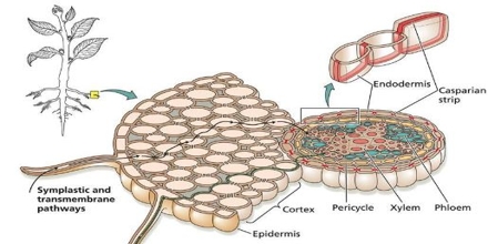 What Are The Functions Of The Endodermis Of A Root