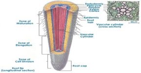 Endodermis Functions in Plants - QS Study