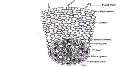 Epiblema Function and Formation in Plants - QS Study