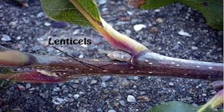 Lenticels: Formation and Functions in Plants