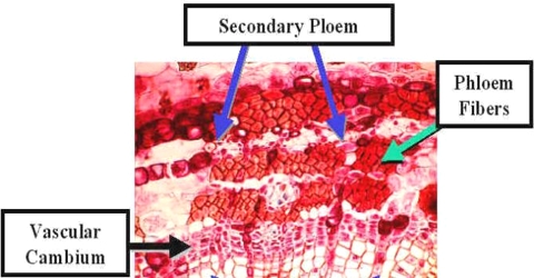 Formation of Secondary Phloem