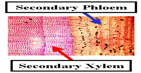 Formation of Secondary Xylem