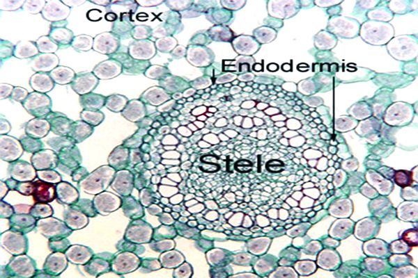 Function of the Endodermis in Plants