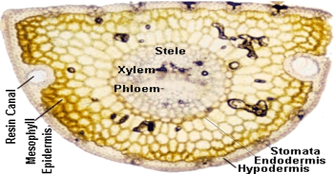 Hypodermis Formation and Function in Plants
