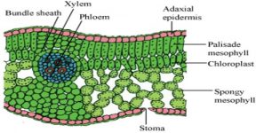 Mesophyll Tissue in Plants - QS Study