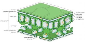 Mesophyll Tissue in Plants - QS Study