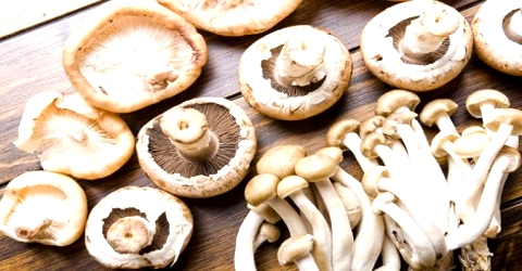 Mushroom as Food