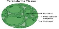 Parenchyma Tissue in plants