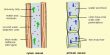 Xylem Function and Formation in Plants