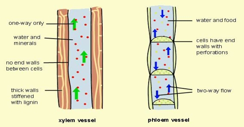 Xylem Function and Formation in Plants