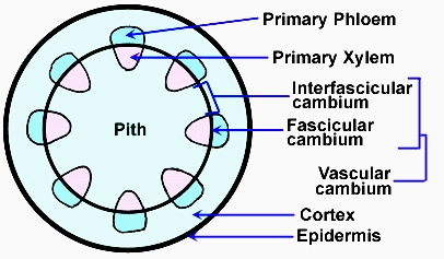 Formation of Cambium Ring