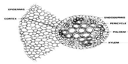 Comparison between Endodermis and Epidermis