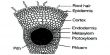 Epiblema Function and Formation in Plants