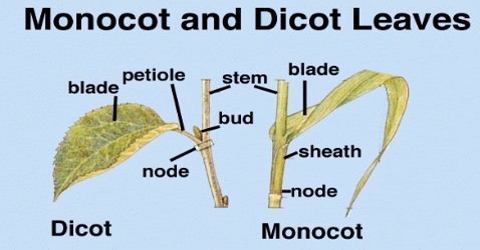 Comparison between Leaf Structures of Dicot and Monocot