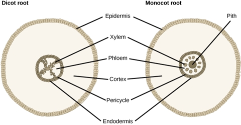 Comparison between the Dicot Root and Monocot Root - QS Study