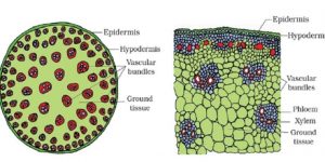 Comparison between the Stem Structure and Root Structure - QS Study